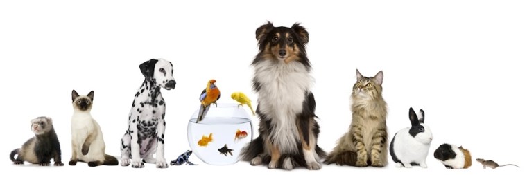 produits-veterinaires-bg